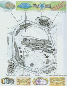 cell11